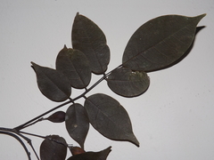 Rourea glabra