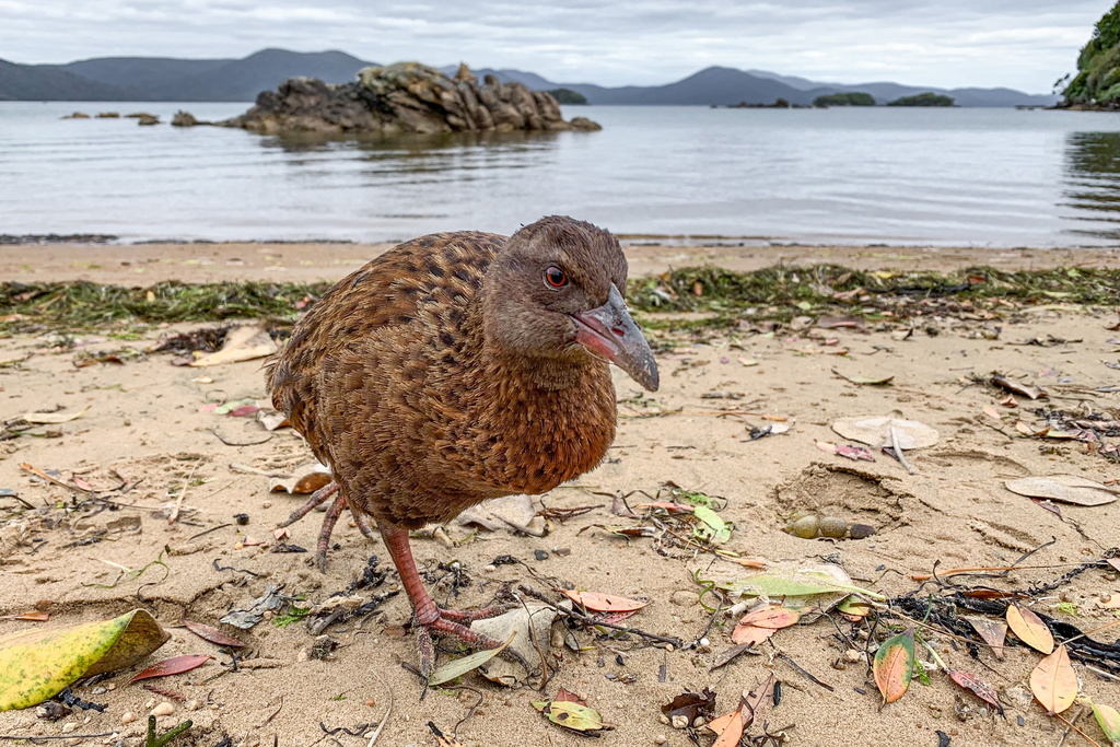 Weka photo