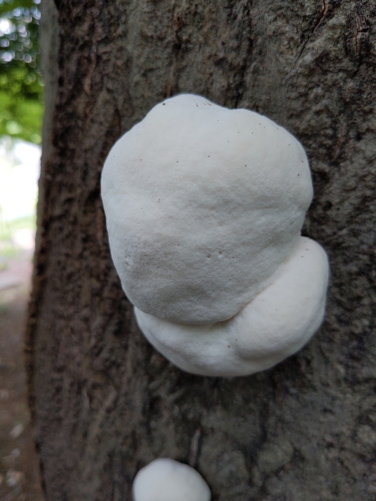 Ganoderma applanatum · June 2022 · photo: © munenori_yamakawa (iNaturalist, cc-by)