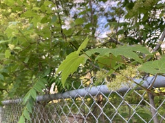 Vitis
