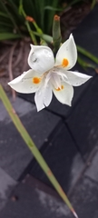 Dietes iridioides