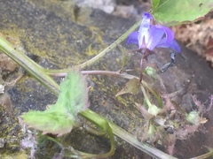 Campanula poscharskyana