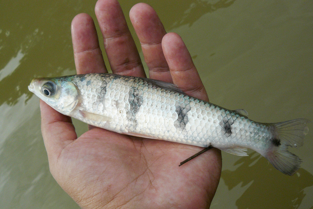 Characin (Schizodon fasciatus) — Anostomidae