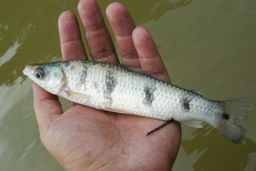 Characin (Schizodon fasciatus) — Anostomidae
