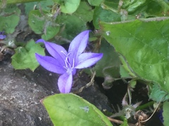 Campanula poscharskyana