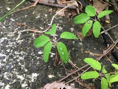 Akebia