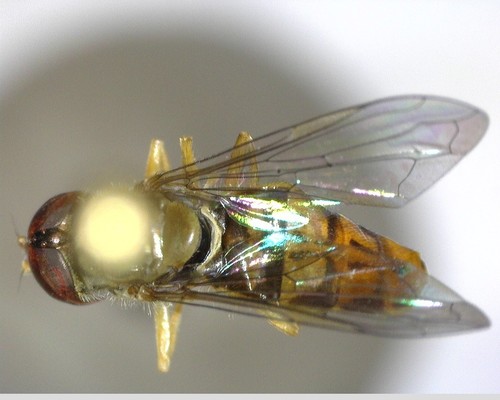 iNaturalist observation photo of Margined Calligrapher