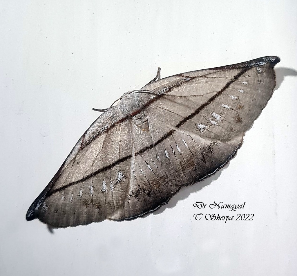 Auzeinae