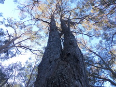 Eucalyptus longifolia