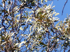 Eucalyptus longifolia