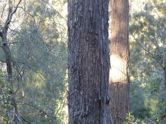 Eucalyptus longifolia