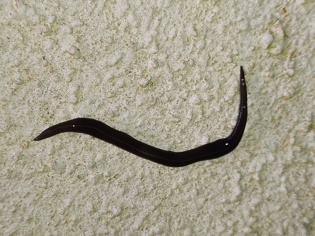 New Guinea Flatworm from Hougang, Singapore on June 10, 2022 at 09:05 ...