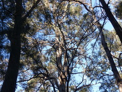 Eucalyptus longifolia