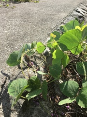 Pueraria montana lobata