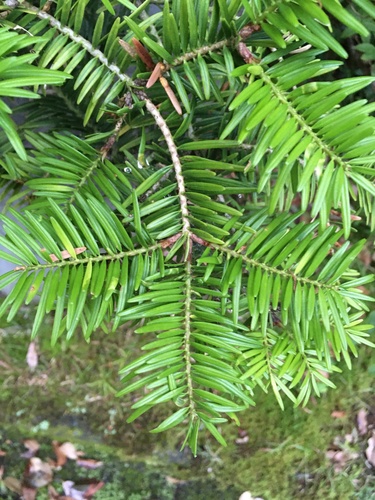 Momi fir (Abies firma)