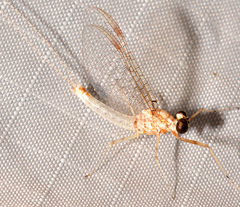 Maccaffertium modestum