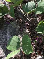 Pueraria montana lobata