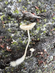 Mycena yirukensis