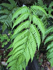 Woodwardia orientalis