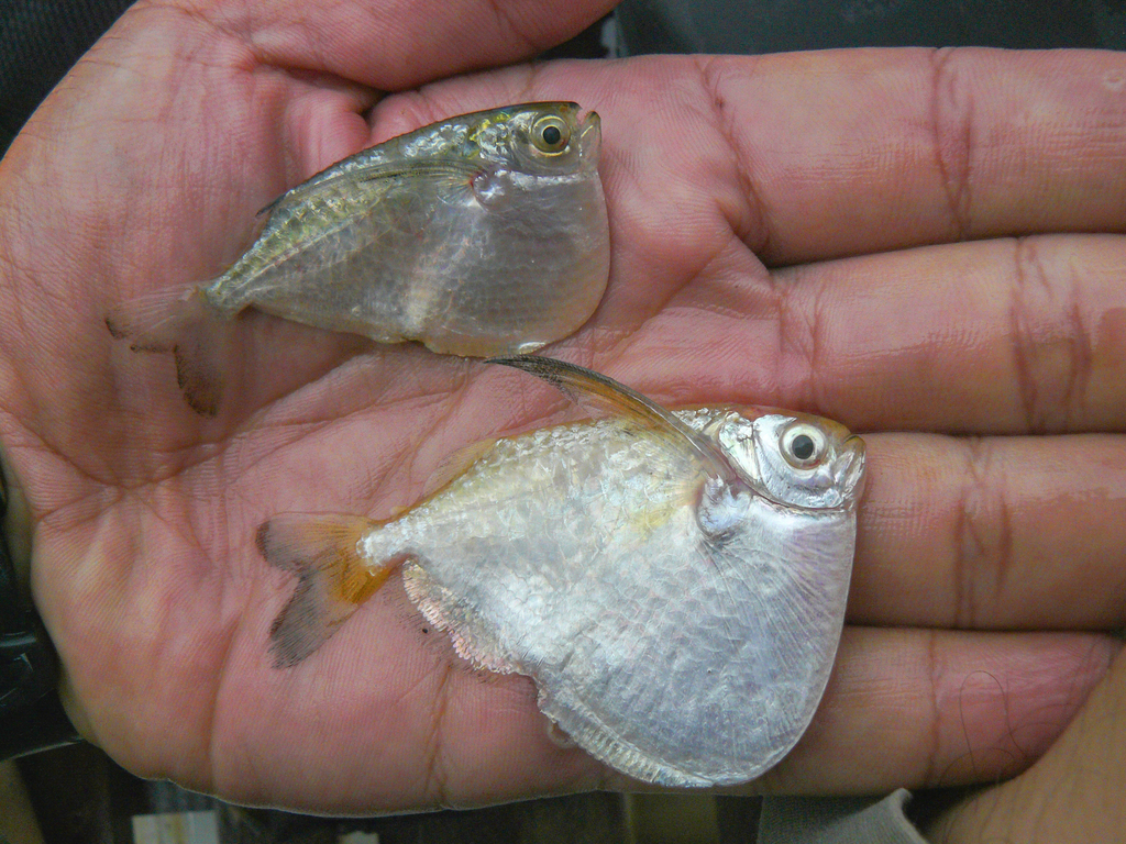 Giant hatchetfish (Thoracocharax securis) — Gasteropelecidae