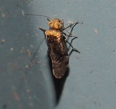 Trichadenotecnum alexanderae