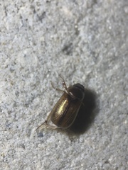 Phyllophaga bruneri