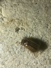 Phyllophaga bruneri