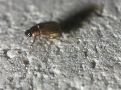 Phyllophaga bruneri