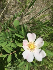 Rosa arkansana