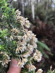 Ozothamnus floribundus
