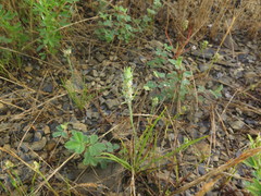 Plantago aristata