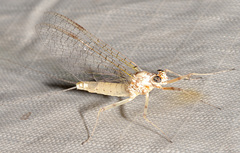 Maccaffertium modestum