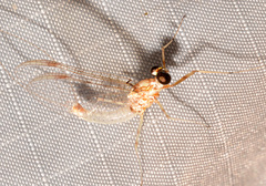 Maccaffertium modestum