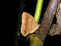 Parataygetis lineata