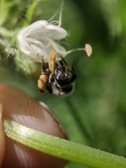 Andrena geranii