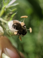 Andrena geranii