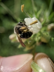 Andrena geranii