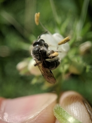 Andrena geranii
