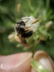 Andrena geranii