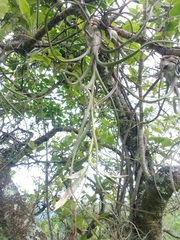 Tillandsia pseudobaileyi