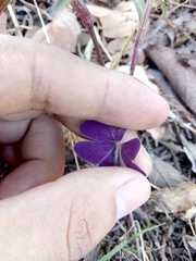 Oxalis