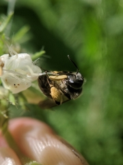 Andrena geranii