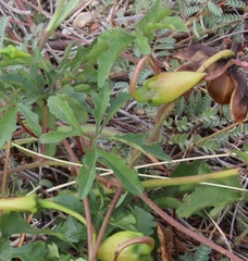 Distimake dissectus dissectus