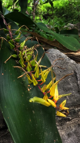 Pitcairnia chiapensis, photograph 5