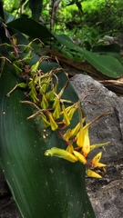 Pitcairnia chiapensis, photograph (c) Daniel Pineda Vera, some rights reserved (CC BY)