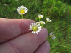 Erigeron strigosus strigosus