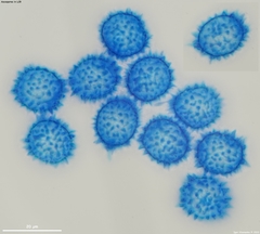 Ramsbottomia asperior