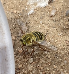 Trichopsidea clausa
