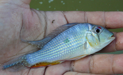 Acarichthys heckelii