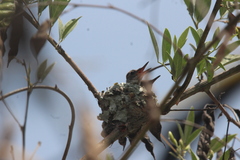 Saucerottia cyanocephala